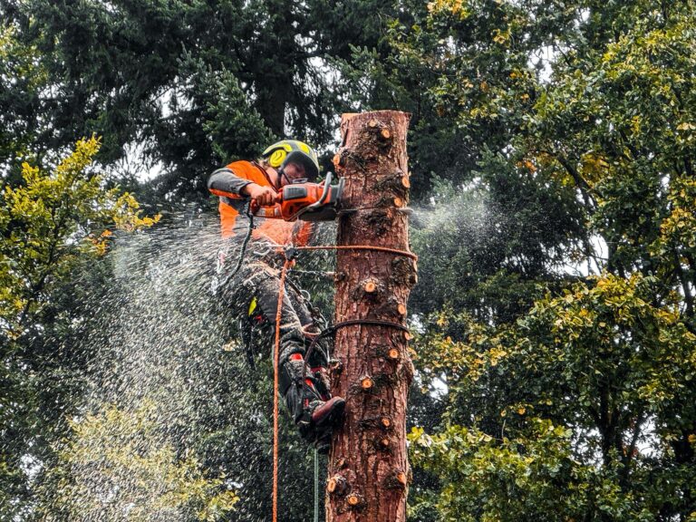 Boom conifeer kappen Apeldoorn